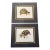 Unframed but Matted Pair of Testudo Carbonaria and Testudo Radiata Prints- Pair of Turtle Prints For Sale