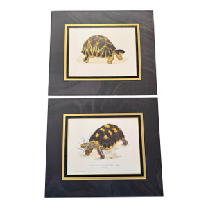 Unframed but Matted Pair of Testudo Carbonaria and Testudo Radiata Prints- Pair of Turtle Prints