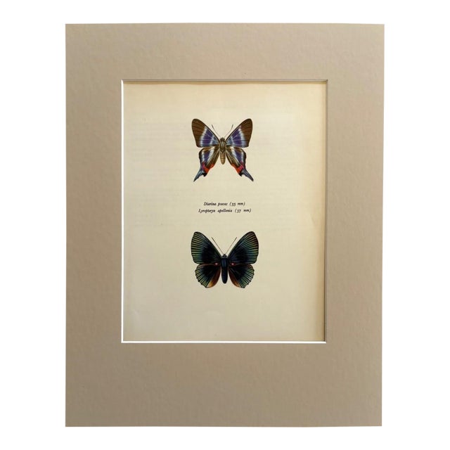 Vintage 1965 Butterfly Print in 11x14 Mat: Diorina Psecas & Lyropteryx Apollonia For Sale