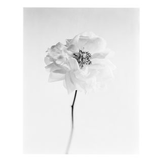 Ugne Pouwell, Peony No.12, 2025, Photography, Edition 10 For Sale