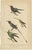 Set of four antique bird prints including illustrations of the horned parrakeet, the scarlet macaw, cockatoo, bird of...