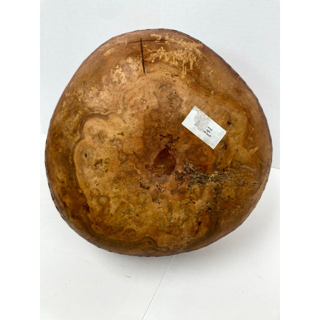 African 1960s Large and Decorative African Gourd With Elephant Herd Design For Sale - Image 3 of 12