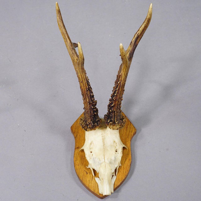 Set of Six Black Forest Roe Deer Trophies on Wooden Plaques - Germany For Sale - Image 4 of 8