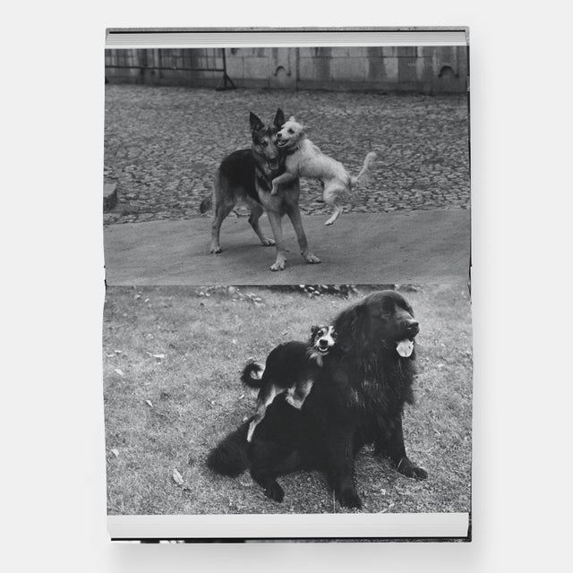 DogDogs Photography Book For Sale - Image 12 of 12