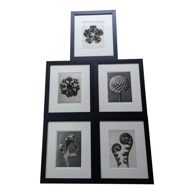 1970s Karl Blossfeldt Botanical Framed Print Collection - Set of 5 For Sale