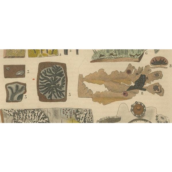 Mid 19th Century Drapiez, Lichen Varieties, 1845, Engraving For Sale - Image 5 of 7