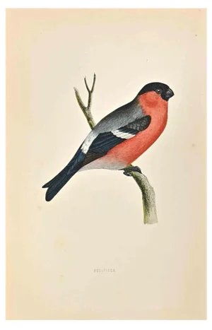 Alexander Francis Lydon, Bullfingh, Woodcut Print, 1870