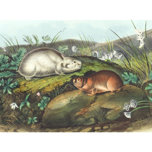 Original first edition Audubon stone lithograph from "The Viviparous Quadrupeds of North America", octavo edition, printed...