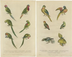 William Frederick Marytn, Parakeet Species, 1785, Prints, Set of 2