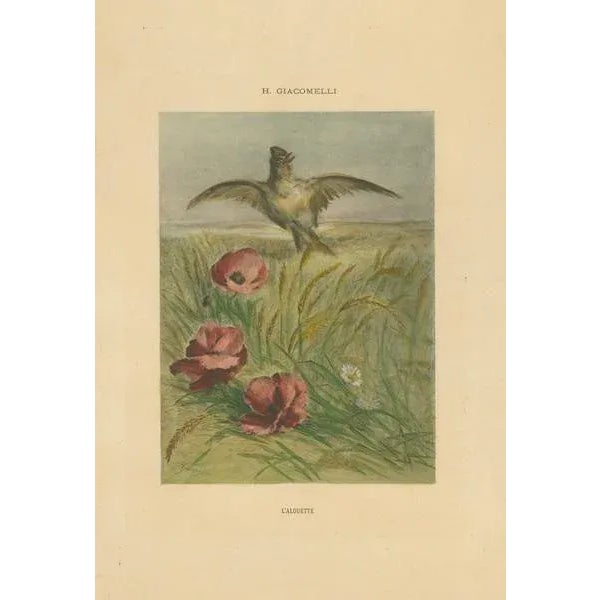 Giacomelli, Lark Among Poppies, 1891, Print For Sale - Image 6 of 7