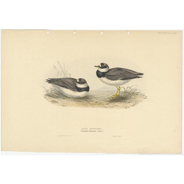Antique bird print titled 'Ring Dottrel'. Old bird print depicting the ring dotterel. This print originates from 'Birds of...