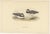 Antique bird print titled 'Ring Dottrel'. Old bird print depicting the ring dotterel. This print originates from 'Birds of...