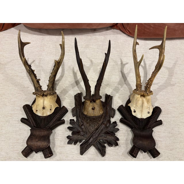 Rustic Collection of Antique Black Forest Roe Deer Trophy Antler Mounts - Set of 3 For Sale - Image 3 of 17