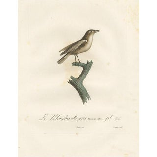 Louis Jean Pierre Vieillot, Gray Flycatcher, Le Moucherolle gris, Handcolored Bird Print For Sale