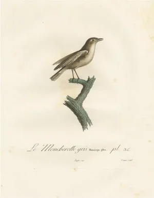 Louis Jean Pierre Vieillot, Gray Flycatcher, Le Moucherolle gris, Handcolored Bird Print