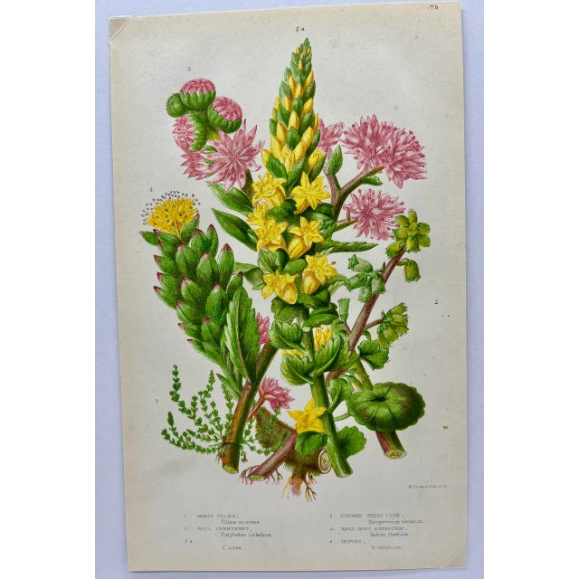 Antique W. Dickes & Co. Botanical Print From England Showcasing Varieties of Pink and Yellow Stonecrop Flowers, Wall...