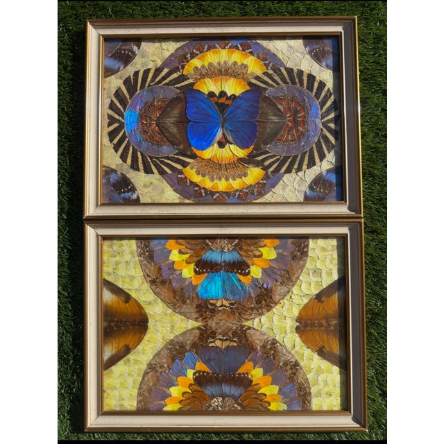 Wood Brazilian Artist, Natural Morpho Butterflies, 1950s, Paintings, Set of 2 For Sale - Image 7 of 7