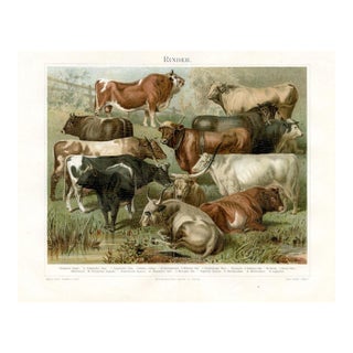 Cattle Print, Late 1800s, Original Antique Lithograph, Germany For Sale