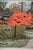 Masao Ido, Kōetsu-Ji Kyoto, 2009, Woodblock Print For Sale - Image 3 of 14