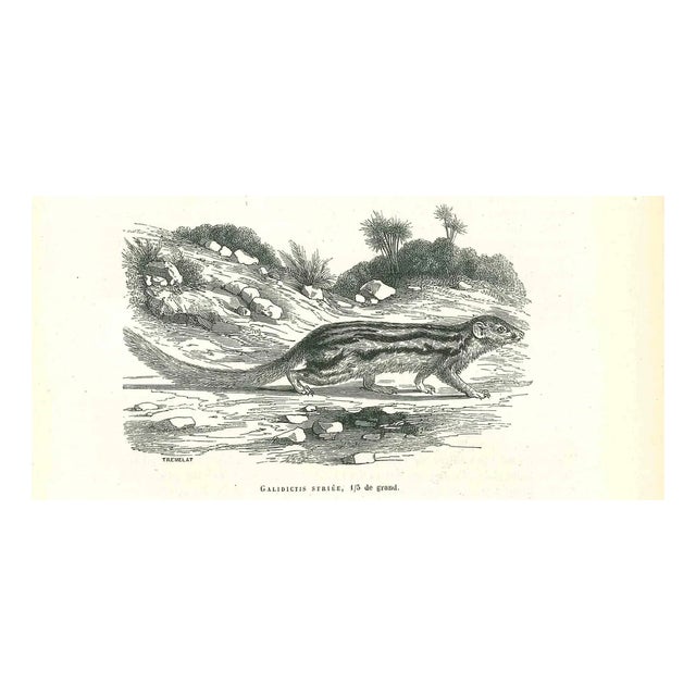 Paul Gervais, The Beaver, Lithograph, 1854 For Sale