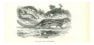 Paul Gervais, The Beaver, Lithograph, 1854