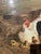 Framed Oil-on-Board Farmyard Scene in the Dusseldorf School Style, Circa Mid-Century For Sale - Image 15 of 16