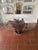 1970s Natural Tree Stump Dining Table For Sale - Image 10 of 11
