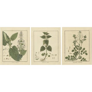 Hayne, Clary Sage, White Dead-Nettle, and Watercress, 1819, Prints, Set of 3 For Sale