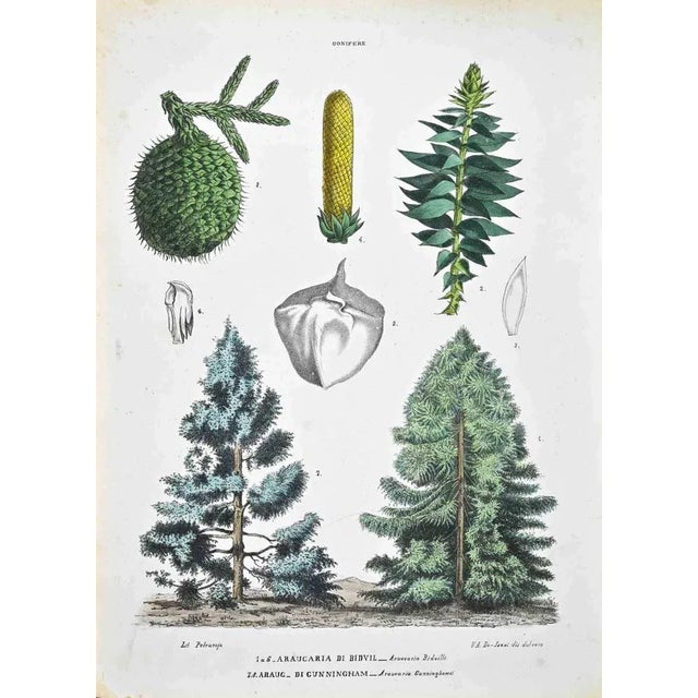 Lithograph hand watercolored. Plate from "Atlante di Botanica popolare ossia Illustrazione di Piante Notevoli di ogni...