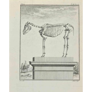 Jean Moitte, Skeleton, Etching, 1771 For Sale