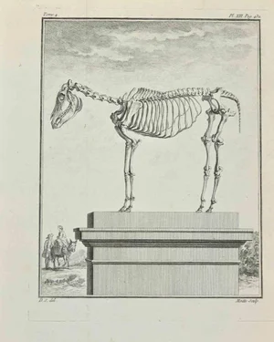 Jean Moitte, Skeleton, Etching, 1771
