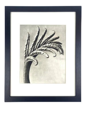 1940s Framed Botanical Blossfeldt Print - No. 80