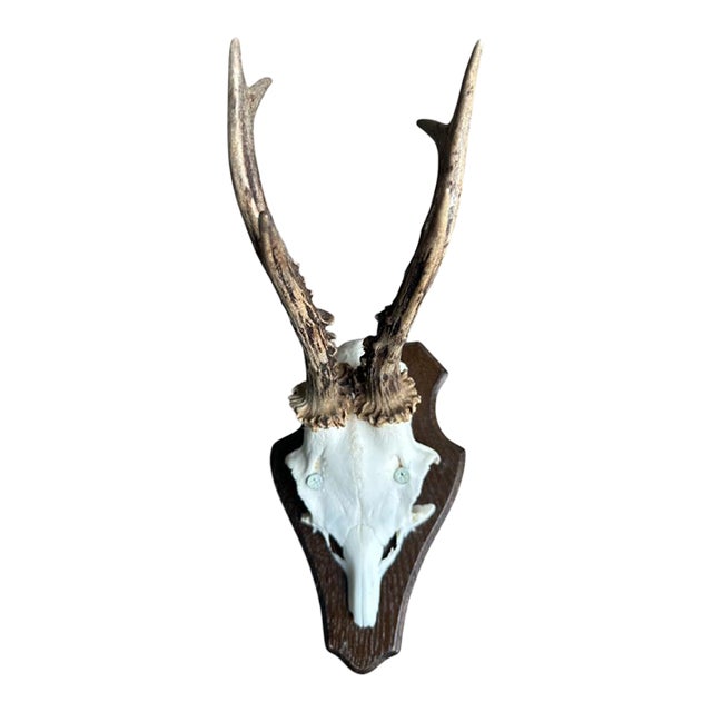 1980s Roe Deer Trophy 23 Black Forest Antlers For Sale