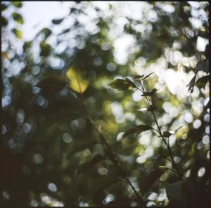 Paul Cooklin, Floral Bokeh Swirls, Photograph
