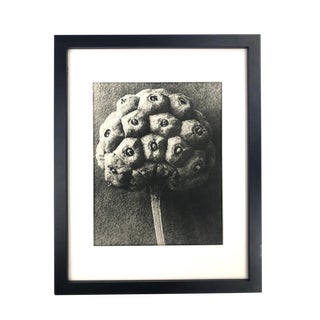 Framed Antique Botanical Blossfeldt Print - No. 93 For Sale