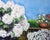 Impressionist Back Porch - Santa Cruz California Landscape in Watercolor on Paper by Harry Federico For Sale - Image 3 of 7