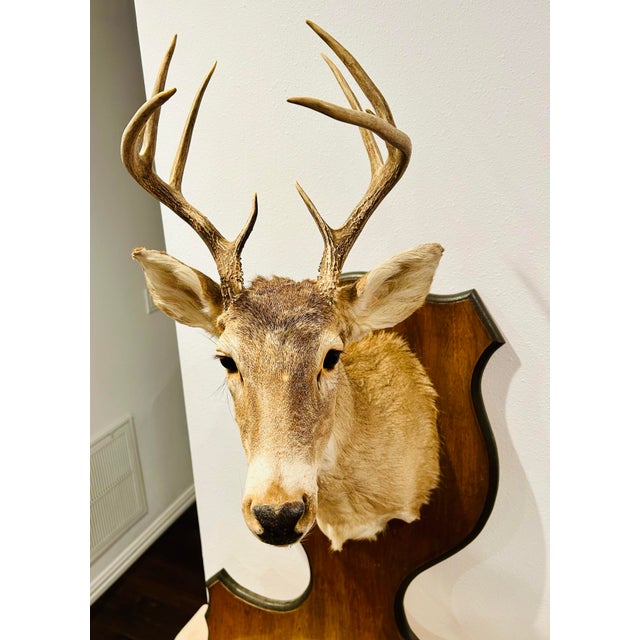 Wood Vintage Deer Mount With Hoof Rack For Sale - Image 7 of 9