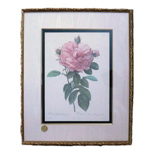 Large French Pierre J. Redoute Framed Lithograph Roses Still Life Botanical Print