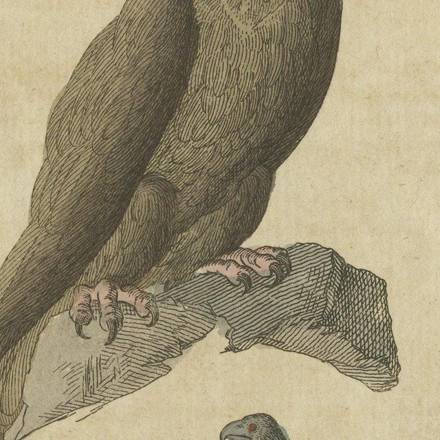 Bertuch, Eagles Including the Bald Eagle, 1805, Print For Sale - Image 4 of 12