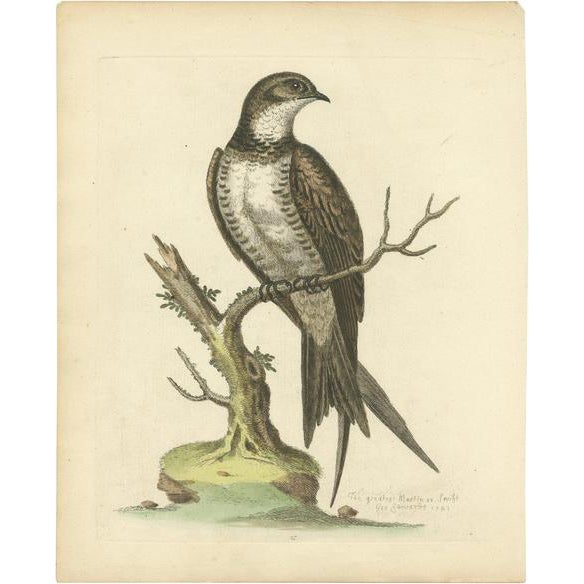 George Edwards, The Greatest Martin or Swift, 1743, Paper For Sale