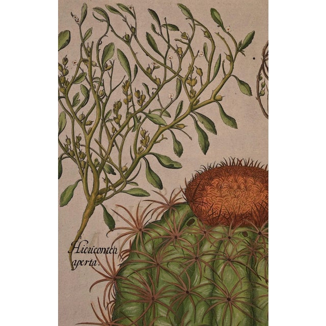 A hand-colored copper plate engraving depicting flowering "Melocactos" (Turk's Cap Cactus or Mother-in-law's Cushion),...
