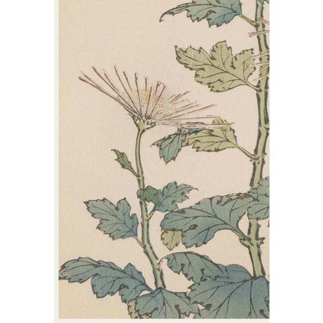 Spider Chrysanthemum Trio by Hasegawa, Vintage Japanese Botanical Art Print, 8" X 12" For Sale - Image 4 of 8