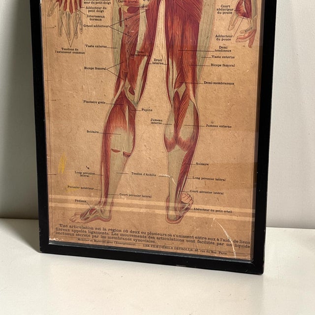 1930s Large Framed Vintage French Muscular System Anatomy Poster For Sale - Image 5 of 6