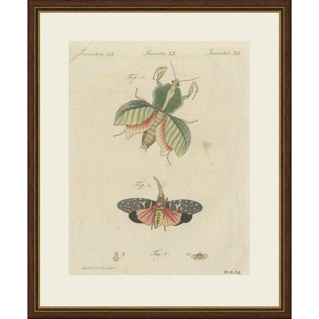 This antique insect print shows the walking leaf, the Chinese lantern fly and the small European lantern fly, on an...