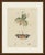 This antique insect print shows the walking leaf, the Chinese lantern fly and the small European lantern fly, on an...