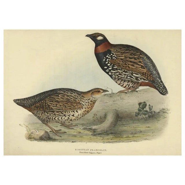 Black Francolin, 1832, Print For Sale - Image 3 of 6