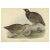 Black Francolin, 1832, Print For Sale - Image 3 of 6