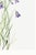 Harebell, Vintage Botanical Art Print Reproduction by Mary Vaux Walcott, 32" X 48" For Sale - Image 10 of 10