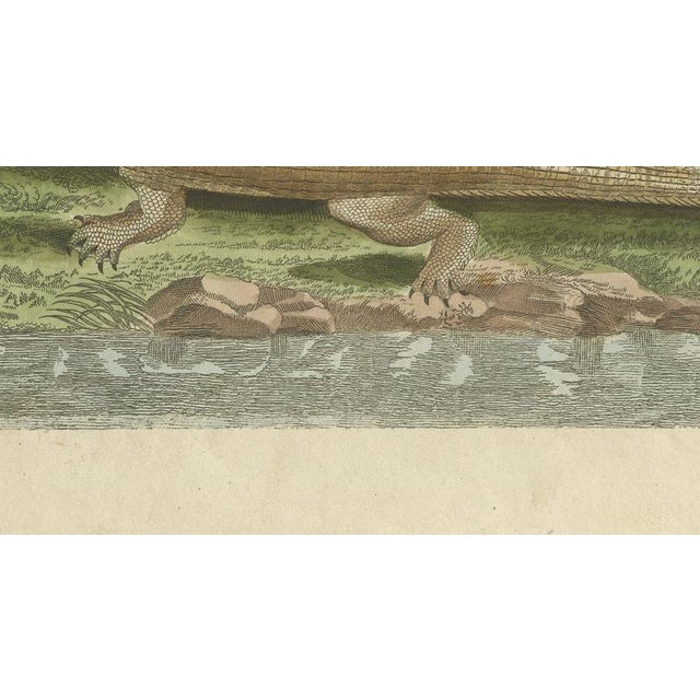 19th Century Bertuch, Crocodiles with an Egyptian Pyramid, 1805, Print For Sale - Image 5 of 12