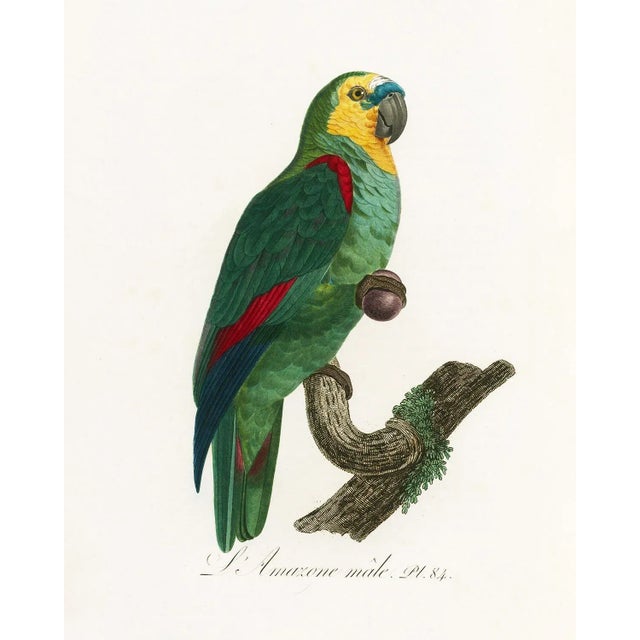 Reproduction Antique 1805 Antique French Parrot Prints - Set of 8 For Sale - Image 10 of 11